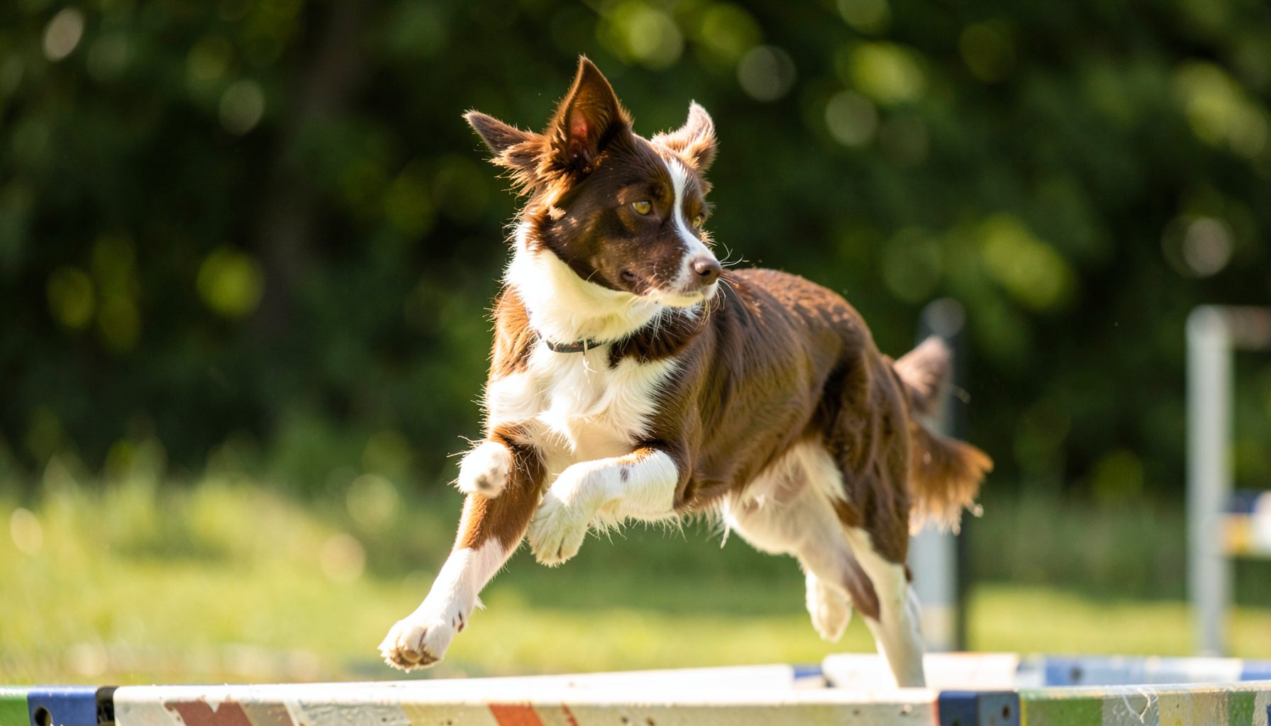 A medium-sized brown and white dog mid-stride on an agility course, ears up and focused, against a blurred green background, warm daylight